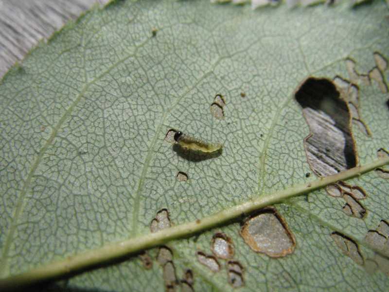 Rose and pear slugs (sawflies)